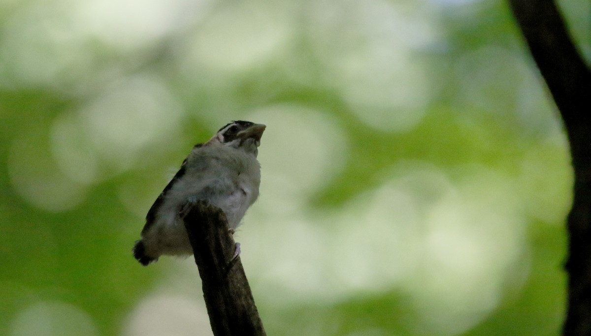 Rose-breasted Grosbeak - Jay McGowan