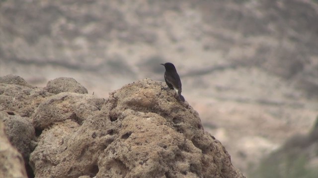 Black Wheatear - ML306067001