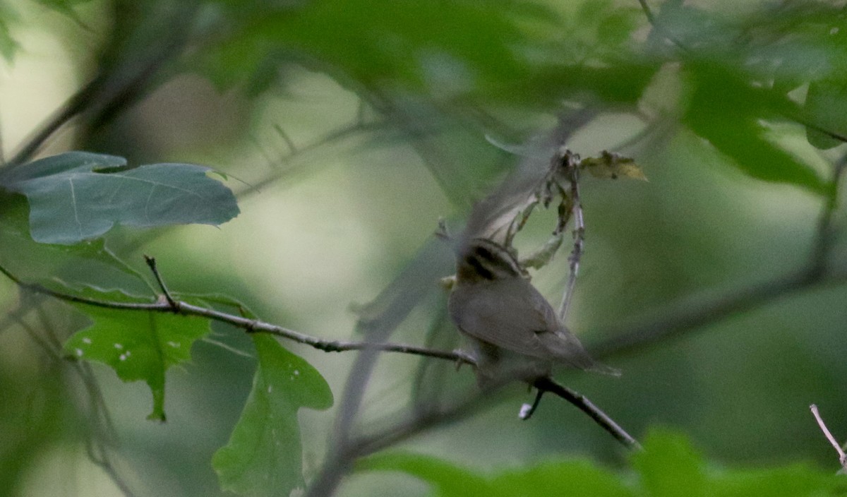 Worm-eating Warbler - ML30606771