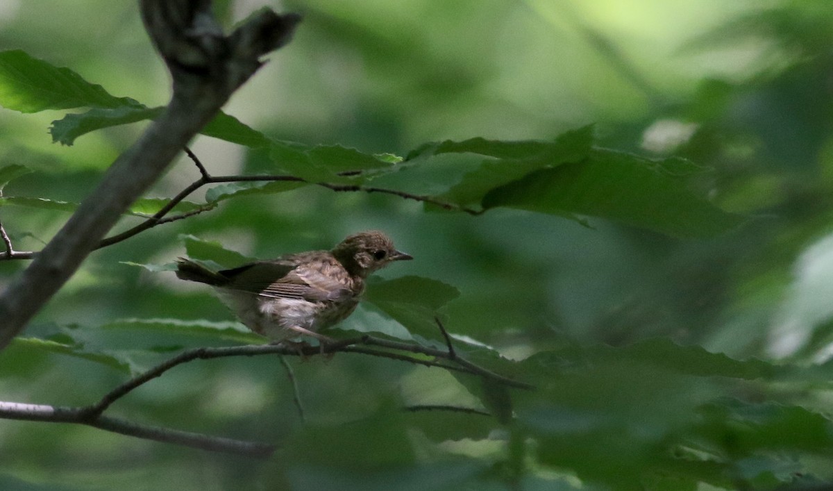 Ovenbird - ML30606871