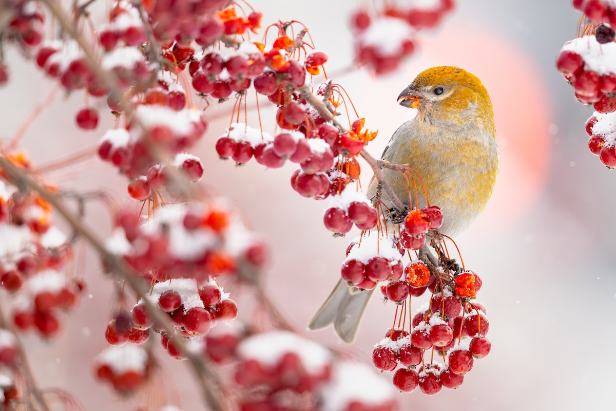 Pine Grosbeak - ML306068751