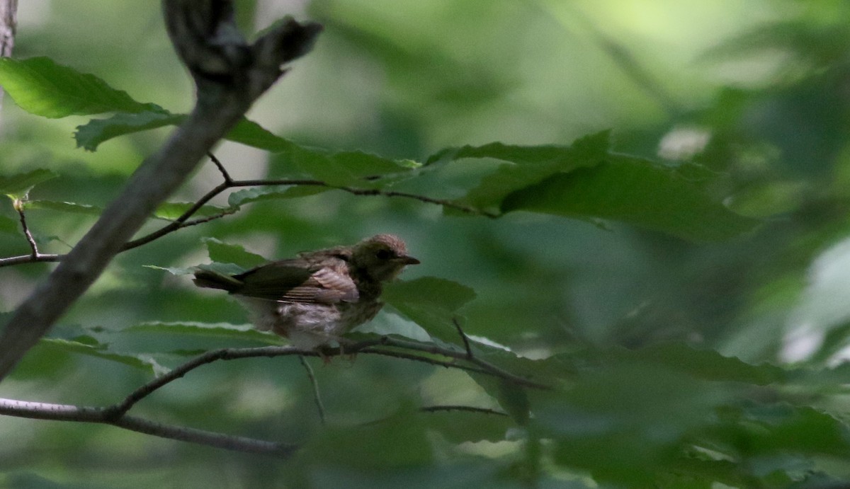 Ovenbird - Jay McGowan