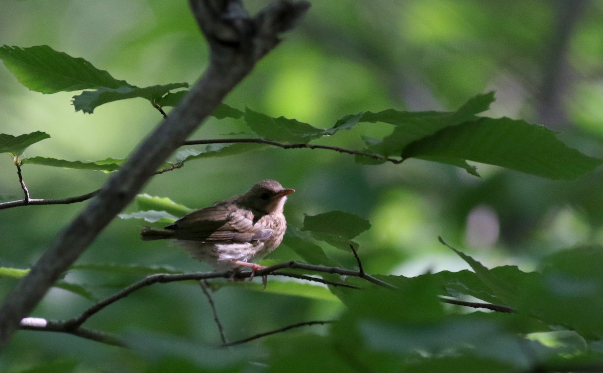 Ovenbird - Jay McGowan