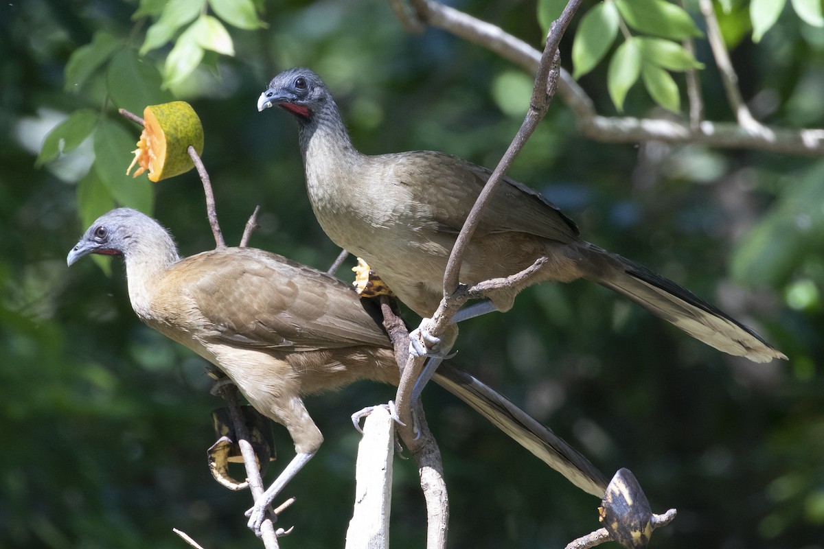 Plain Chachalaca - Marcelo Corella