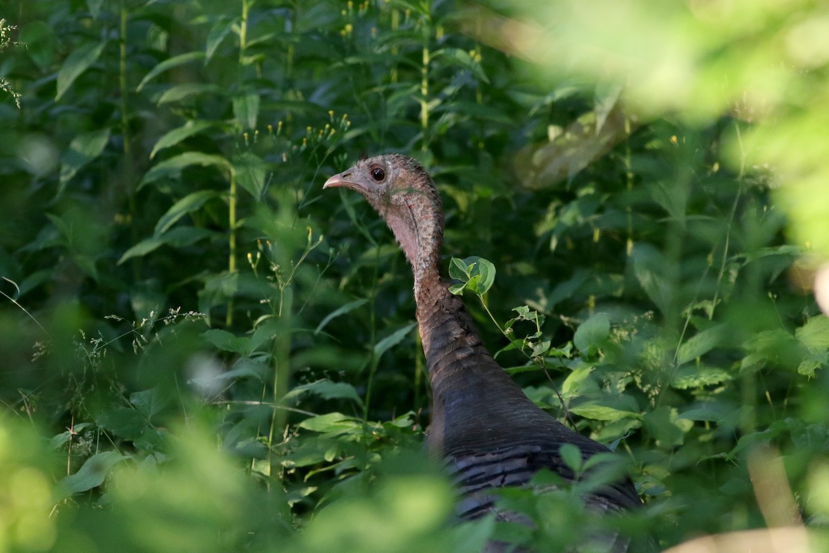 Wild Turkey - Jay McGowan