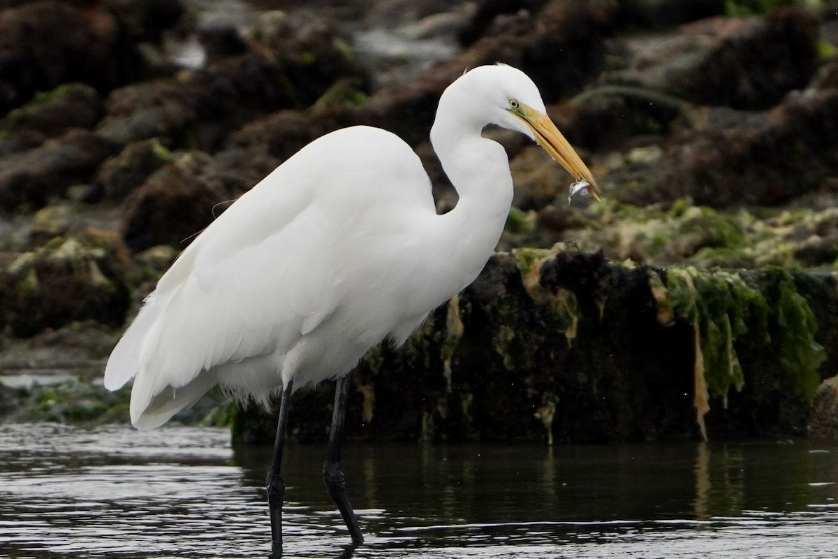 Great Egret - ML306071711