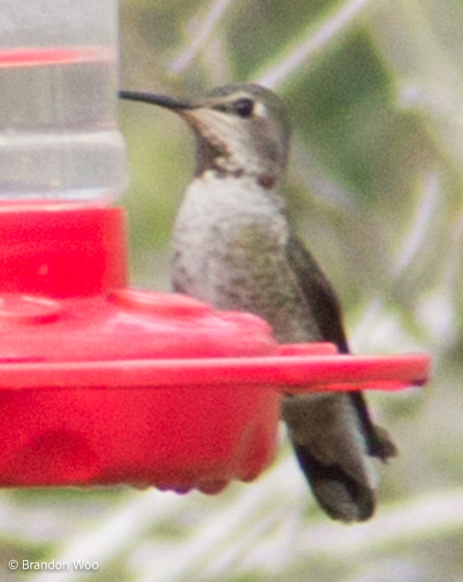 Anna's Hummingbird - ML306071801