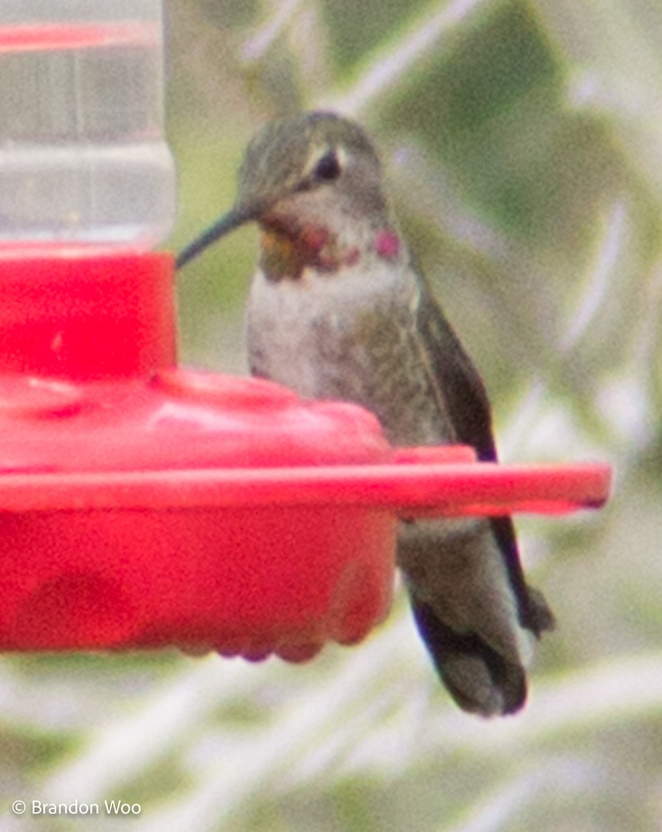 Anna's Hummingbird - ML306071821