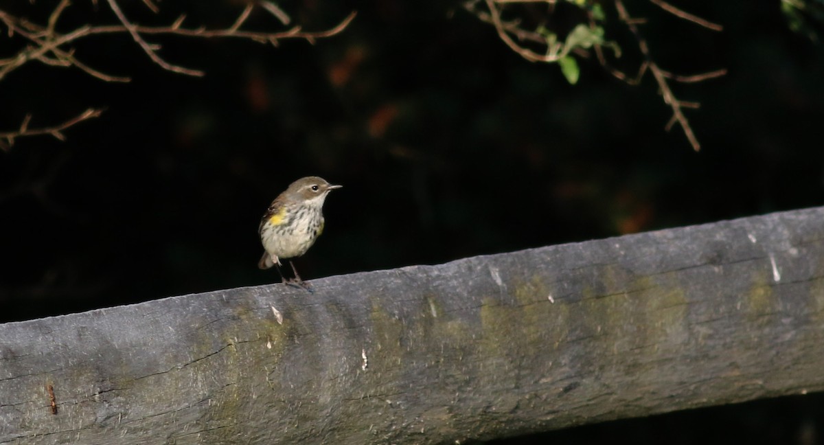 Yellow-rumped Warbler (Myrtle) - ML30607191