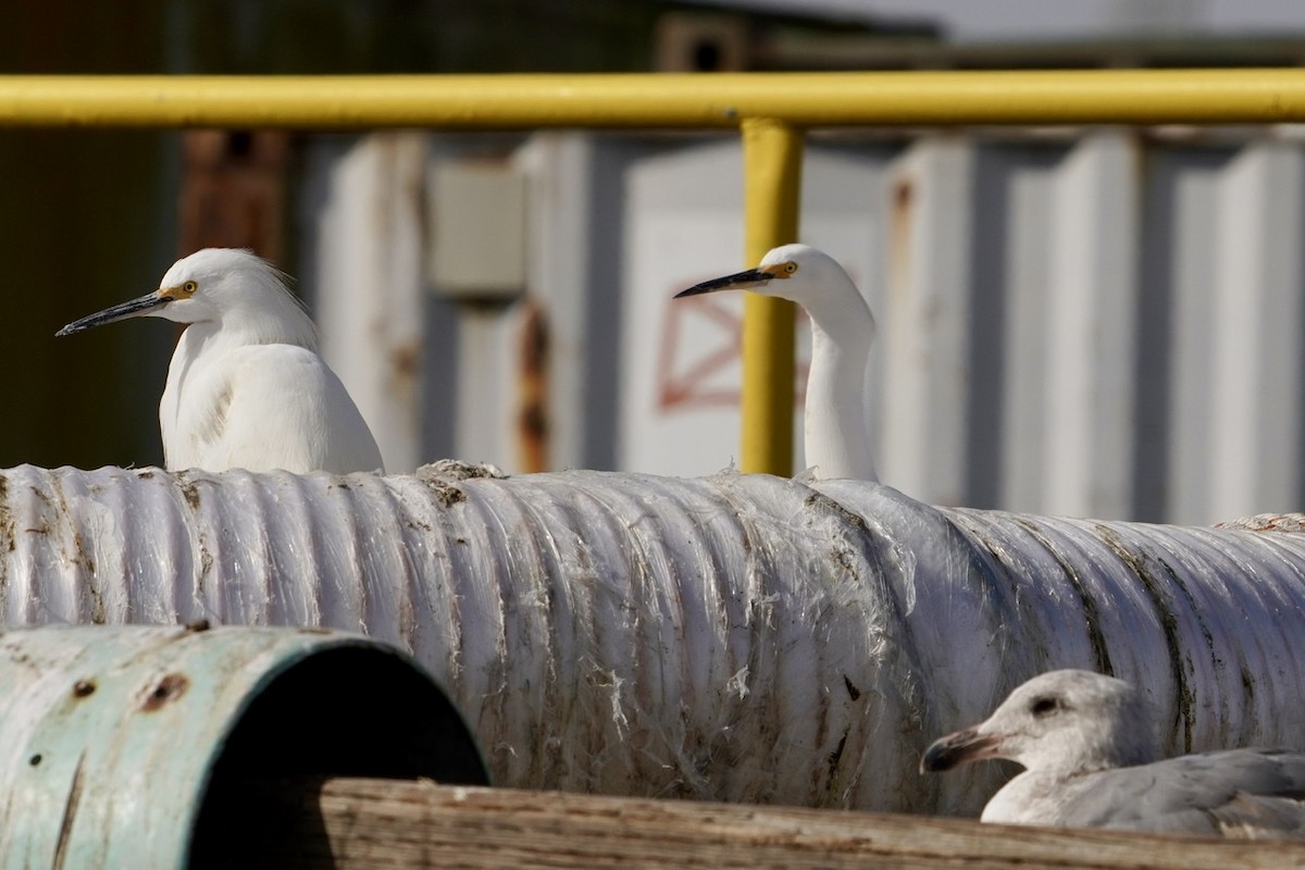 Snowy Egret - ML306071981