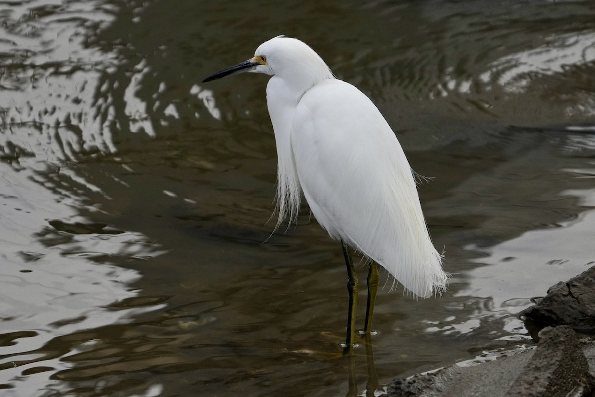 Aigrette neigeuse - ML306071991