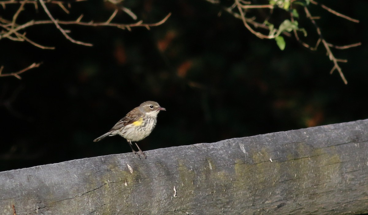 Yellow-rumped Warbler (Myrtle) - ML30607201