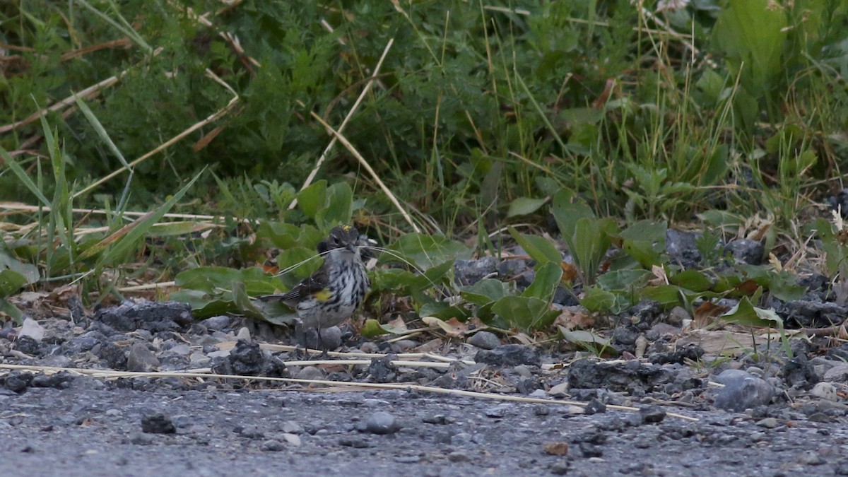 Yellow-rumped Warbler (Myrtle) - Jay McGowan