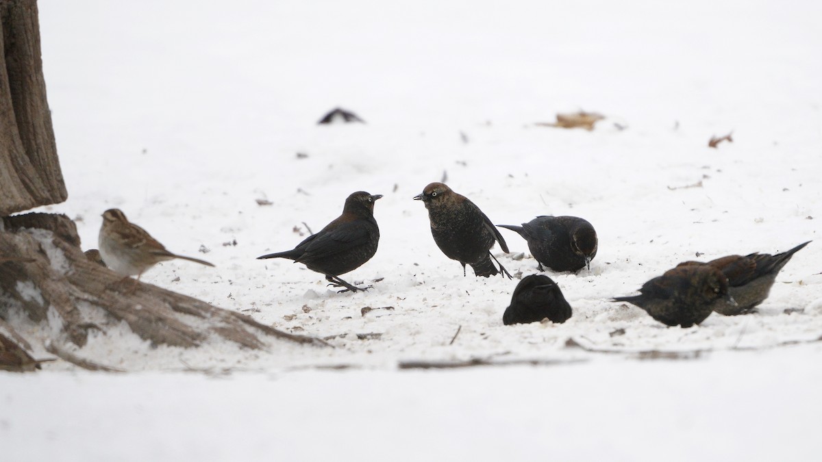 Rusty Blackbird - Lee Funderburg