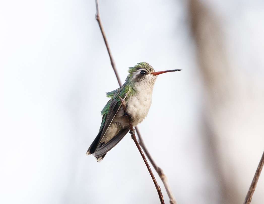 Glittering-bellied Emerald - ML306074071