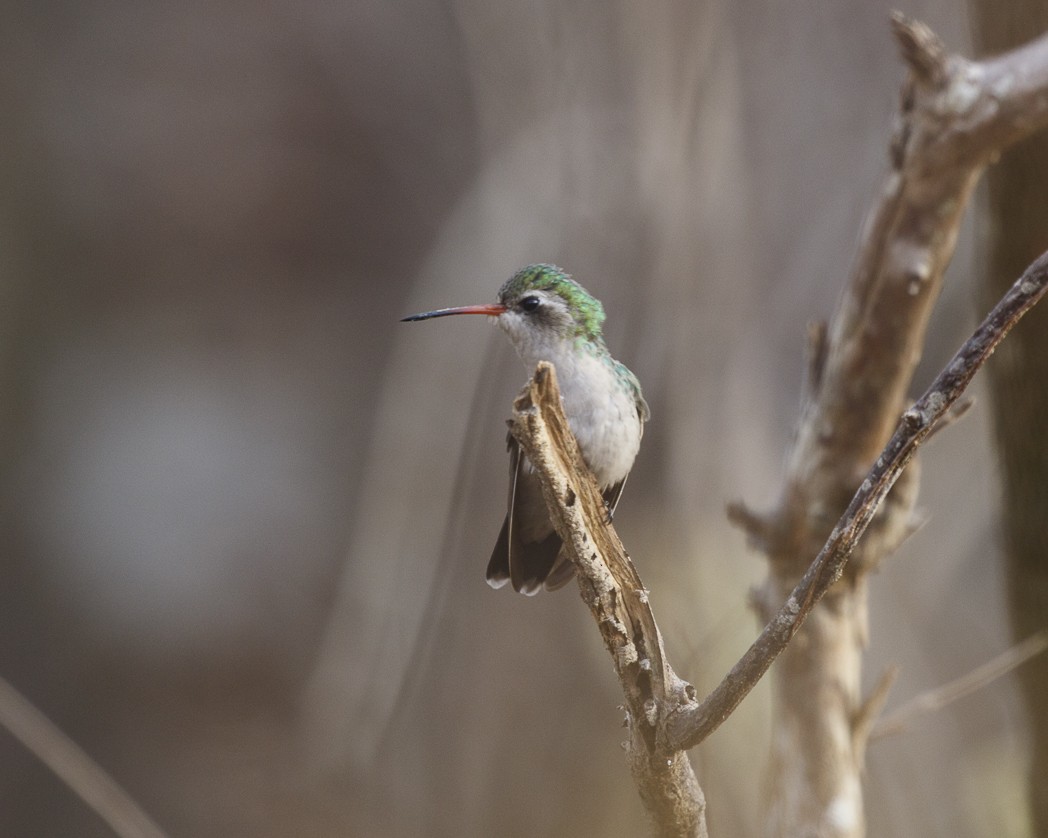 Glittering-bellied Emerald - ML306074091