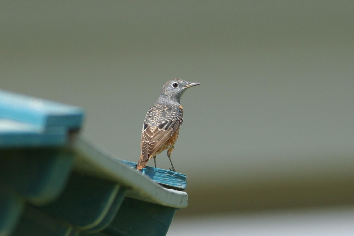 Rufous-tailed Rock-Thrush - ML306074541