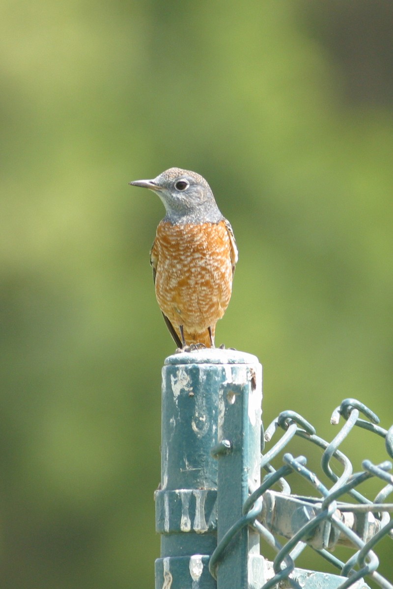 Rufous-tailed Rock-Thrush - ML306074591