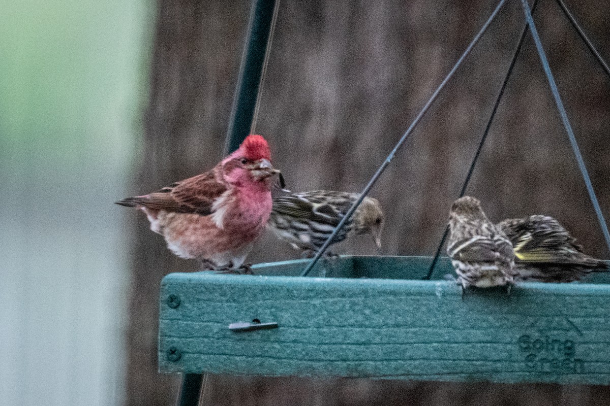 Purple Finch - ML306075451