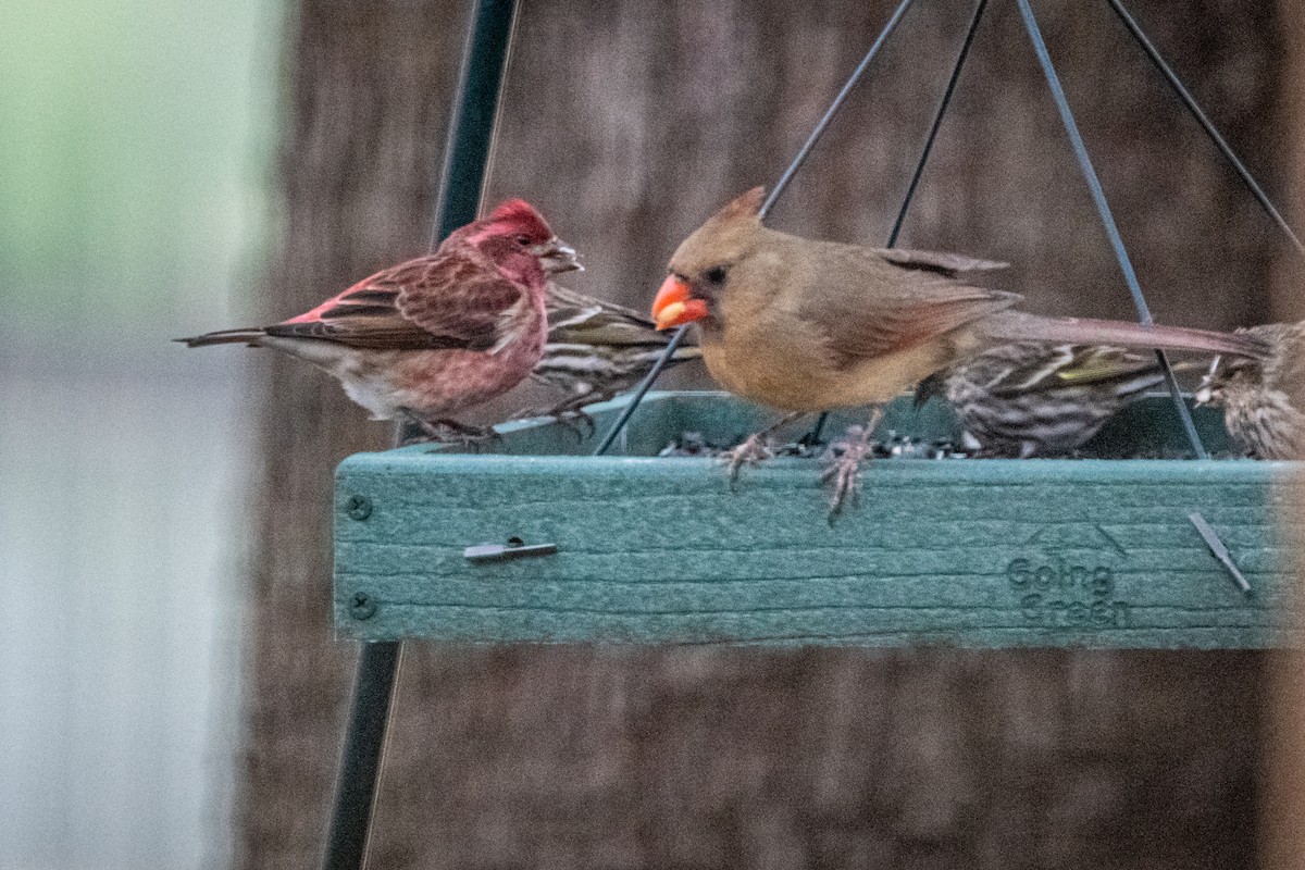 Purple Finch - ML306075471