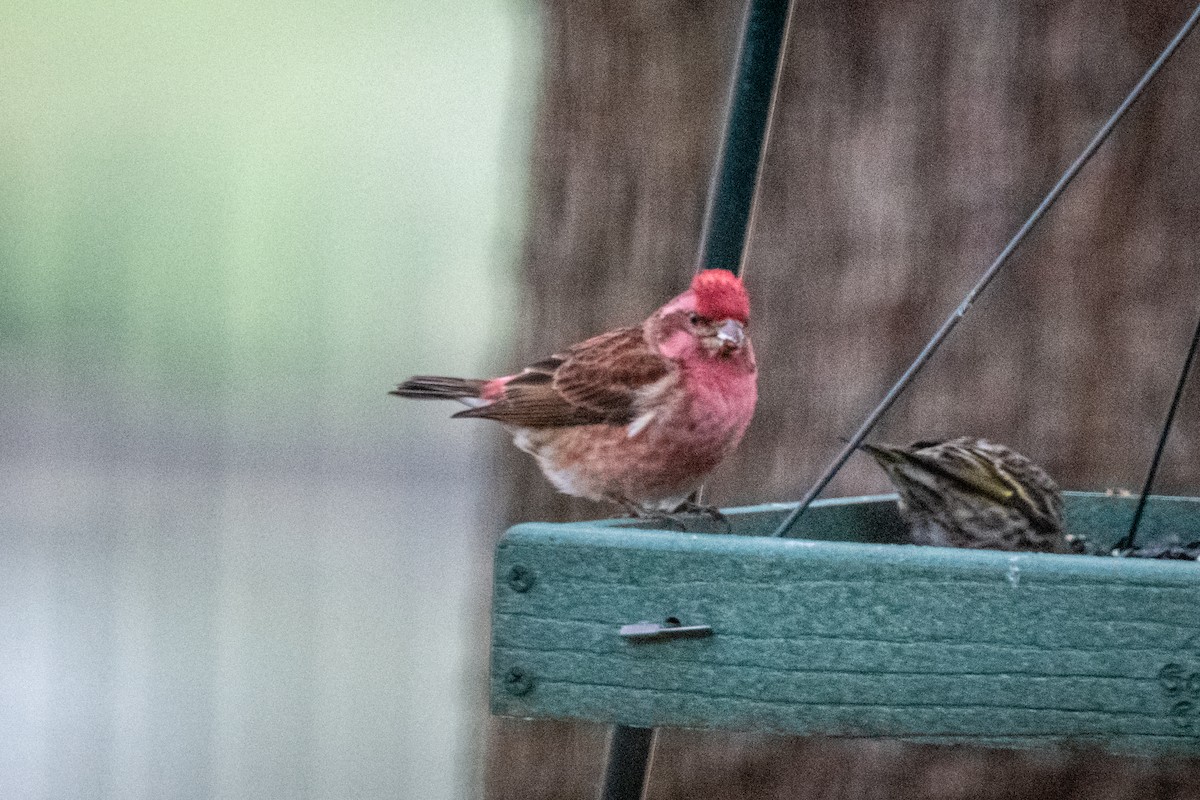 Purple Finch - Richard Hix