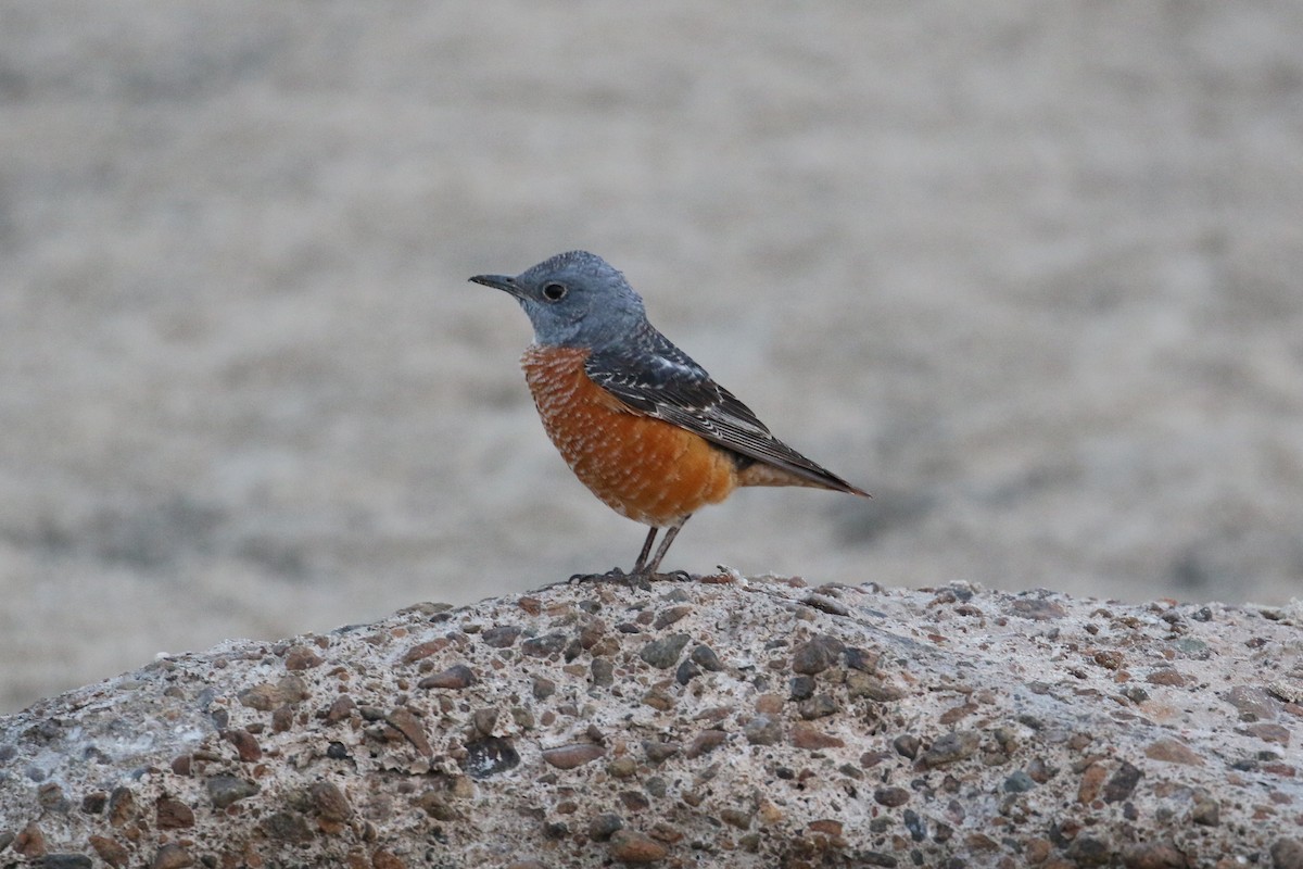 Rufous-tailed Rock-Thrush - ML306076021