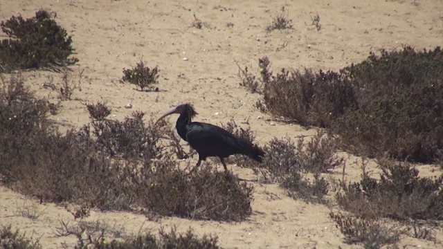 ibis skalní - ML306076151