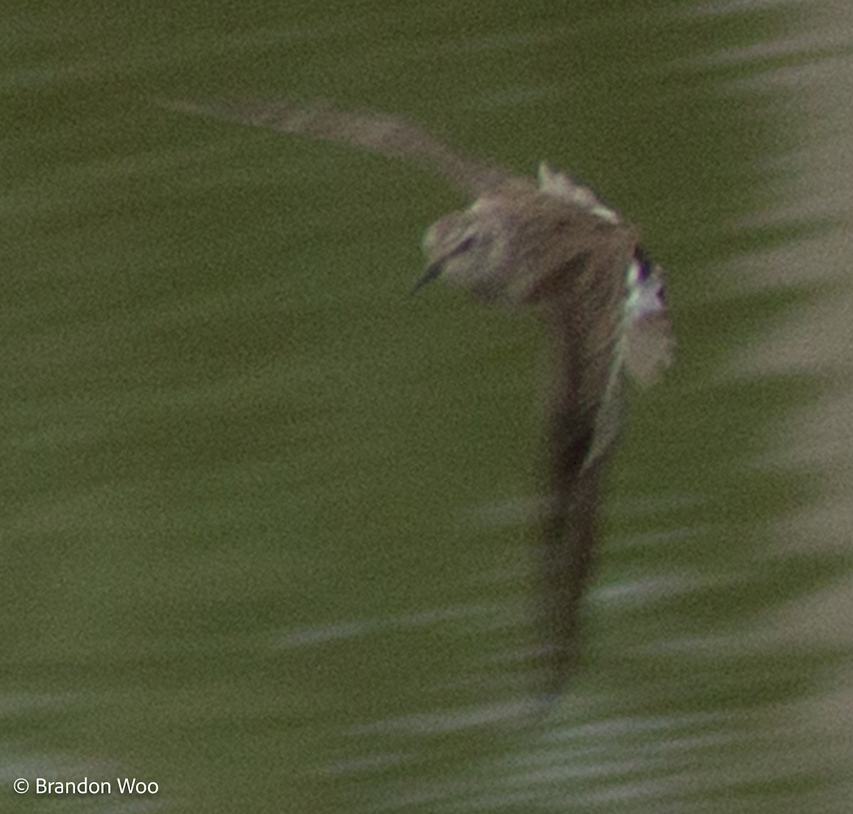 Least Sandpiper - ML306076191