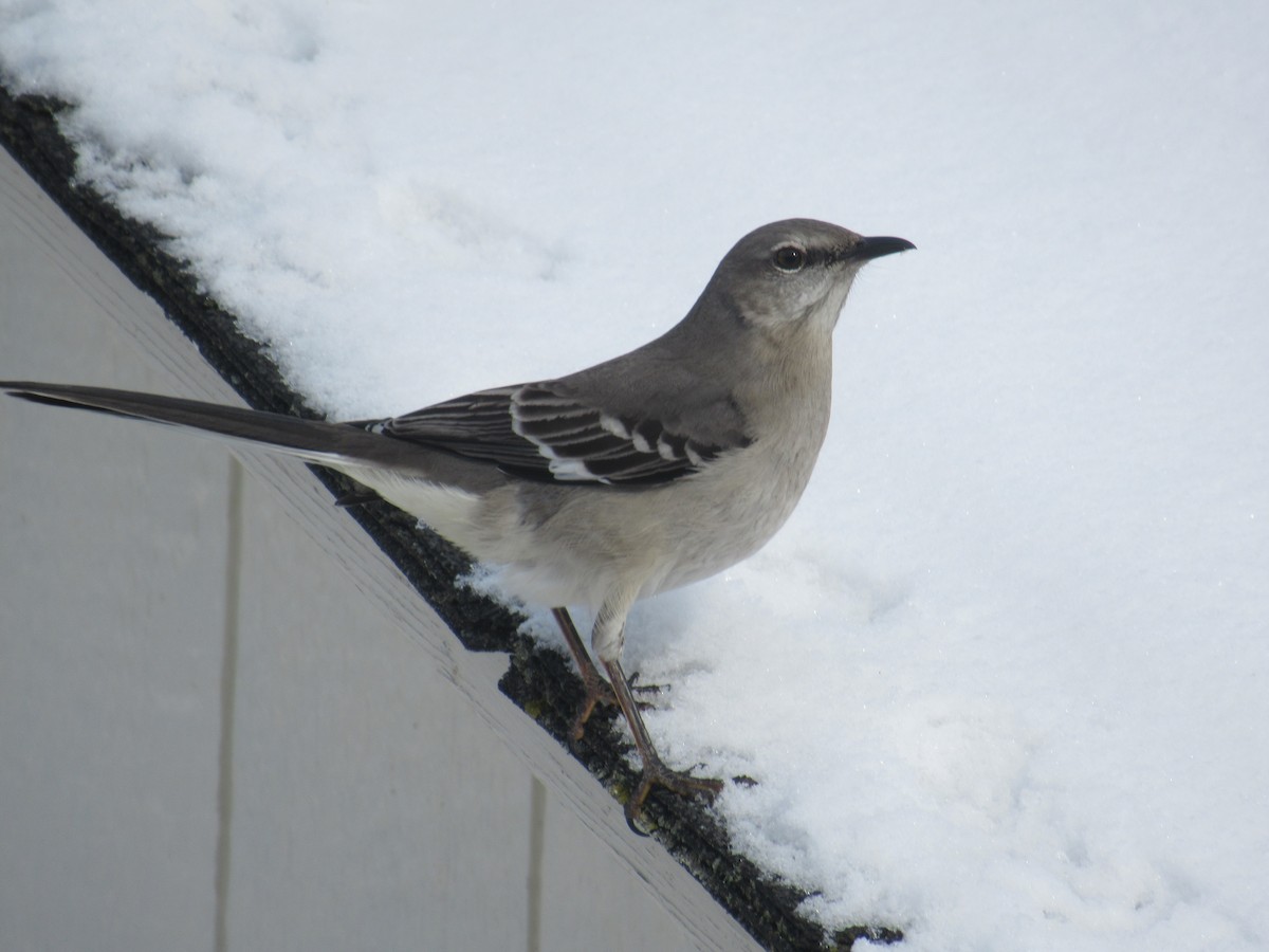 Northern Mockingbird - ML306076671