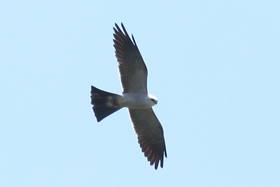 Mississippi Kite - ML30607681