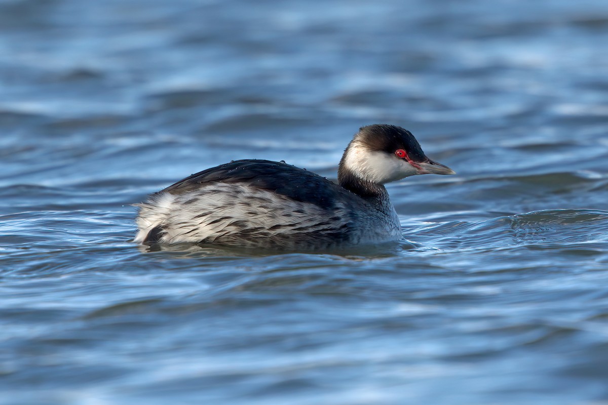 Horned Grebe - ML306077901