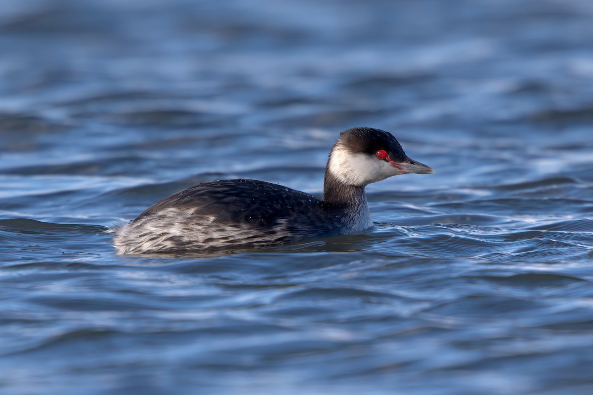 Horned Grebe - Nigel Voaden