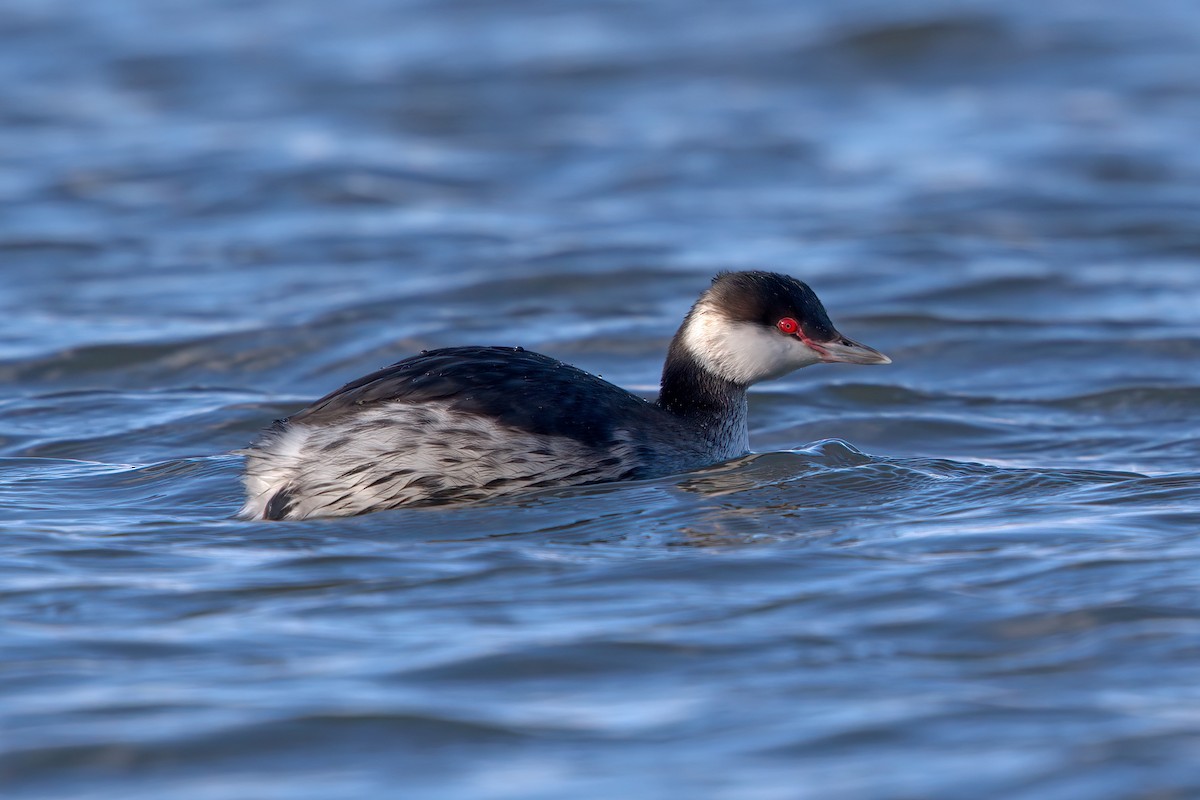 Horned Grebe - ML306078201