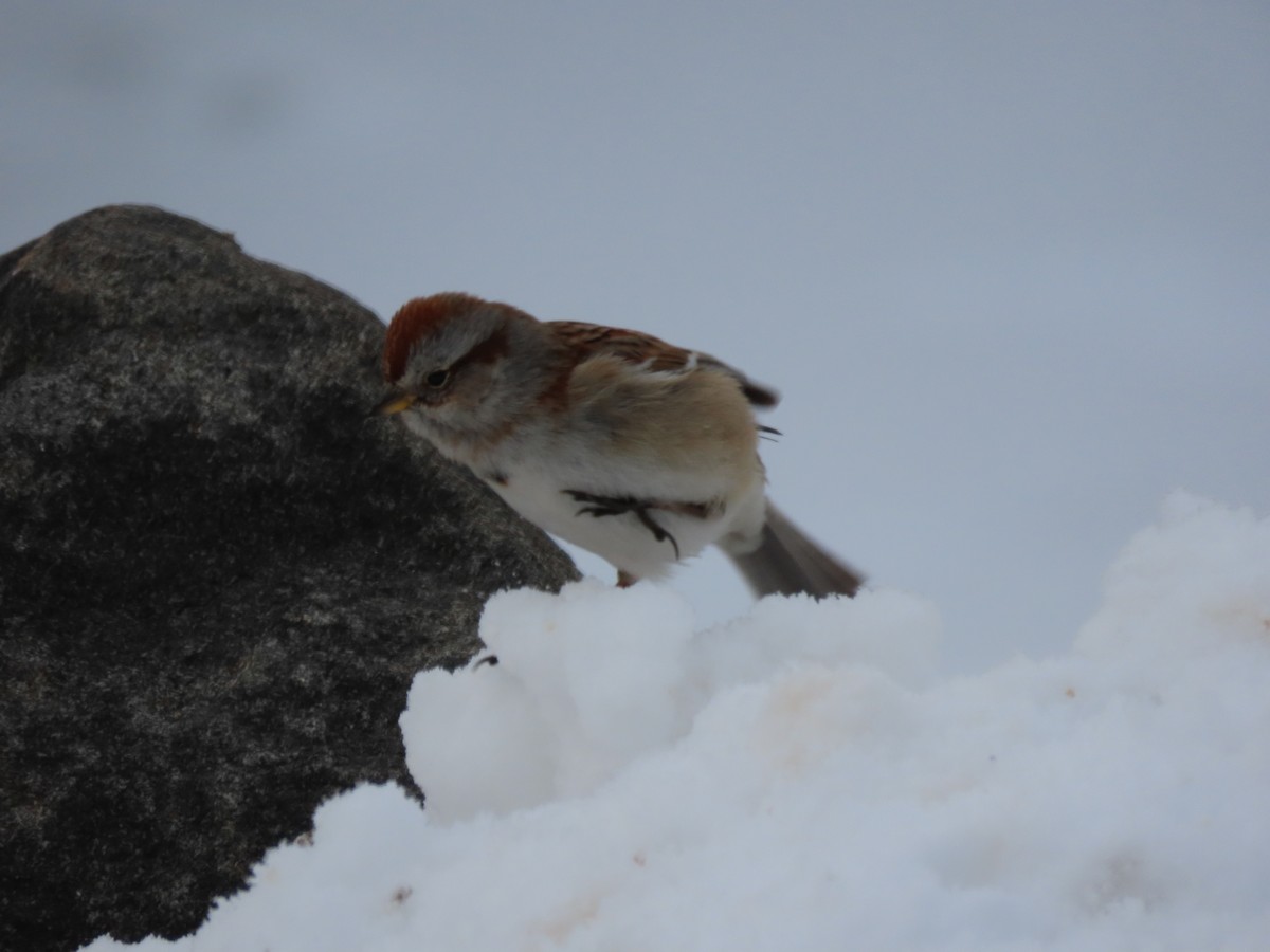 American Tree Sparrow - ML306078251