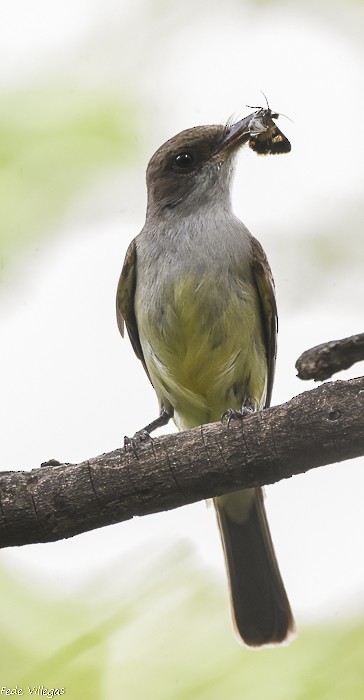 Swainson's Flycatcher - ML306078341