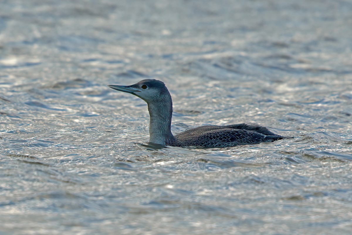Red-throated Loon - ML306078461