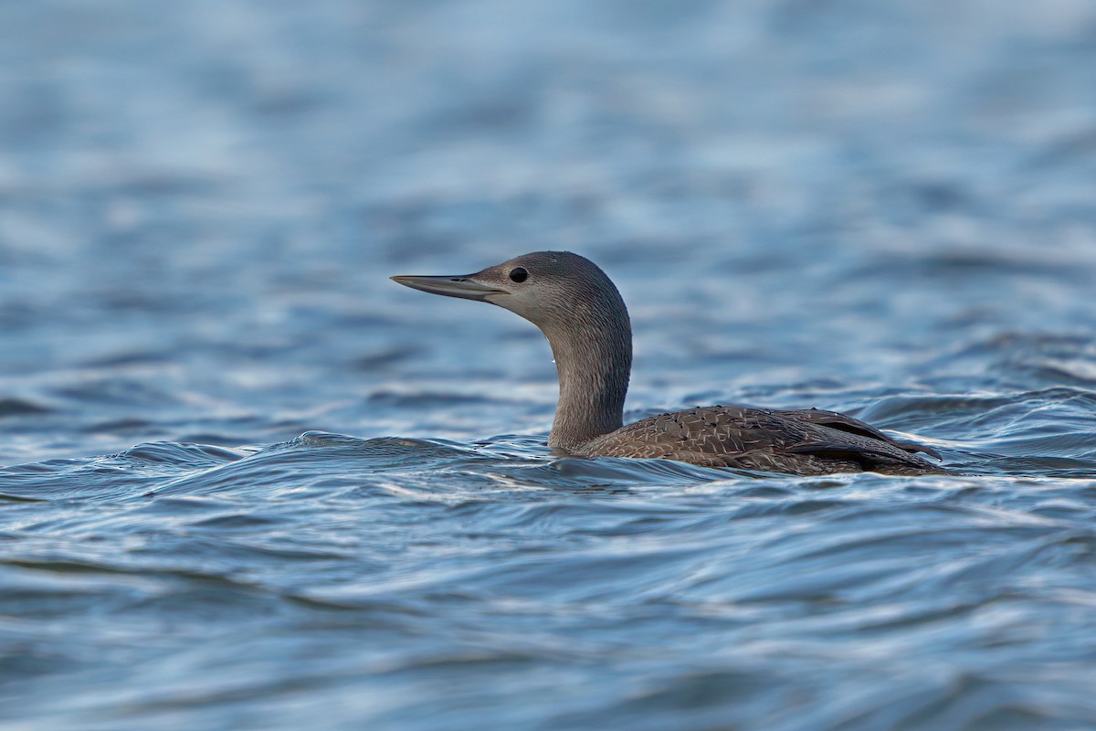 Red-throated Loon - ML306078711