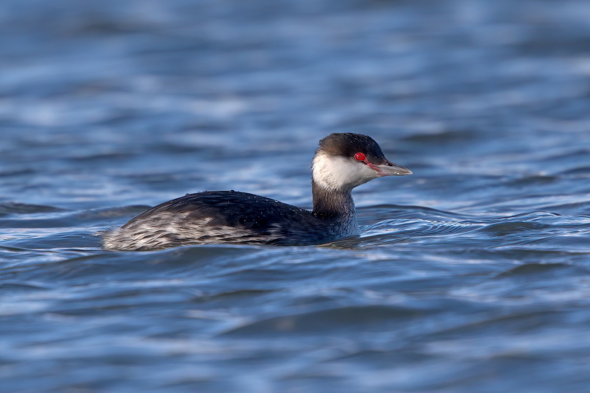 Horned Grebe - ML306078751