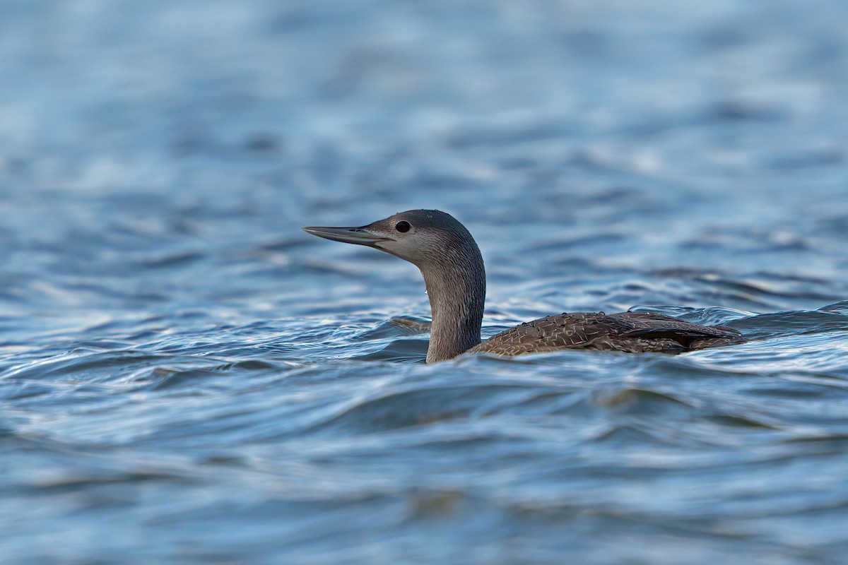 Red-throated Loon - ML306078851
