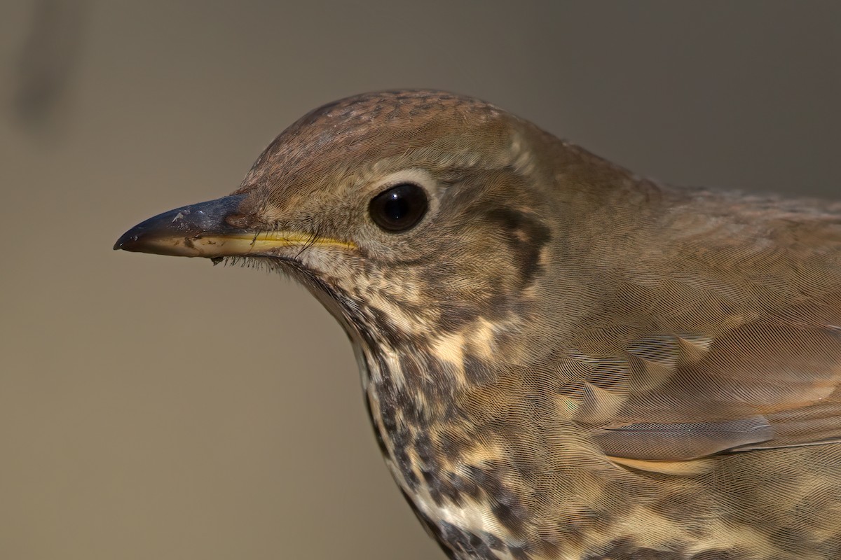 Song Thrush - ML306078961