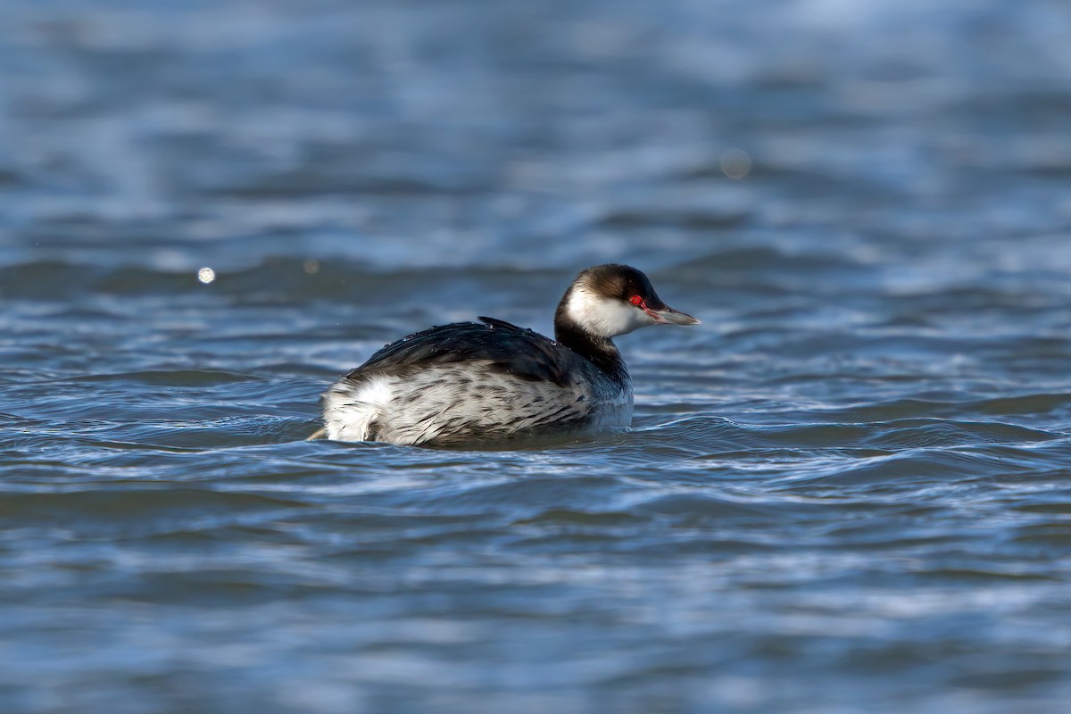 Horned Grebe - ML306078991