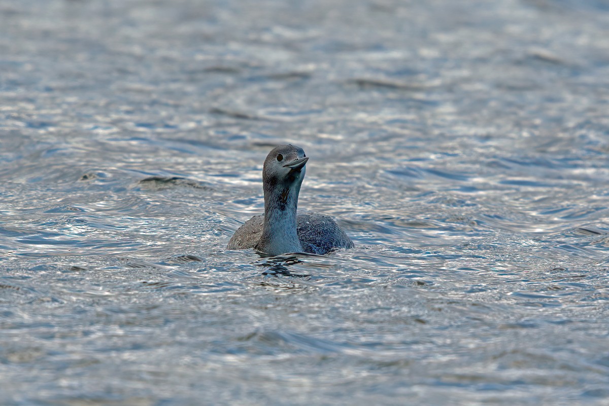 Red-throated Loon - ML306079001
