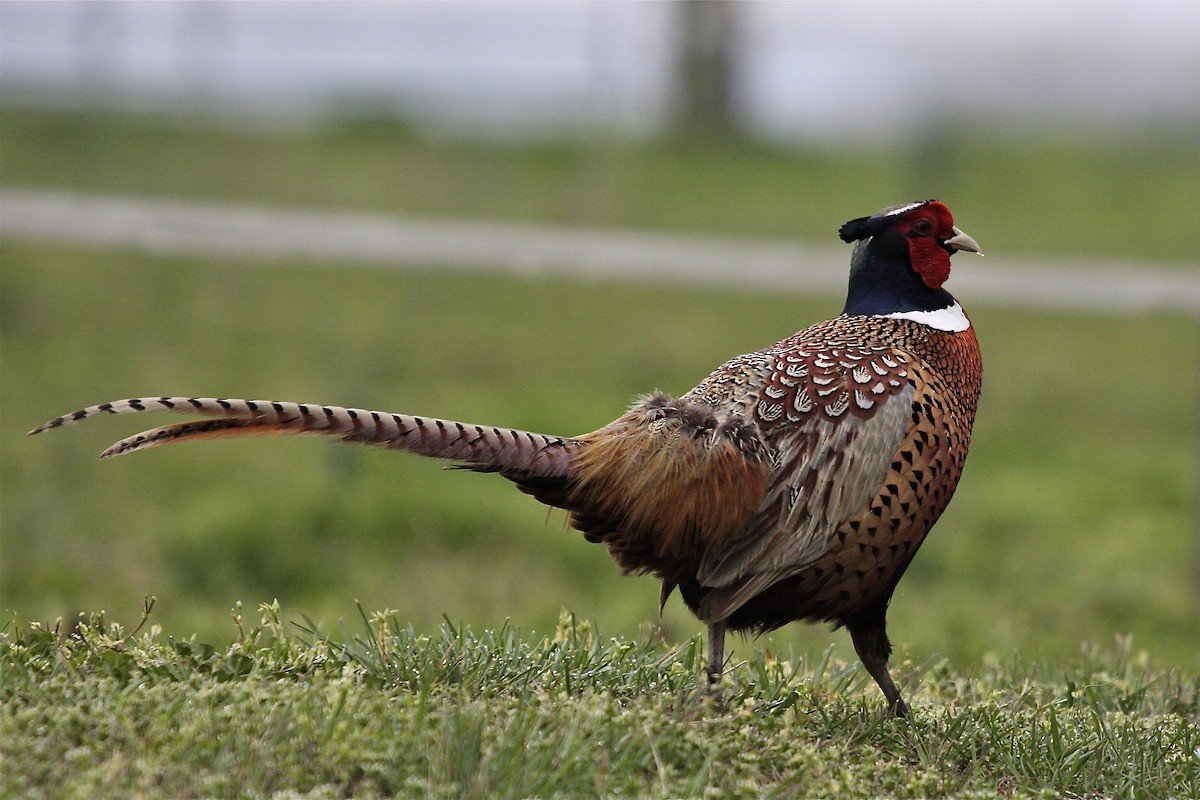 Ring-necked Pheasant - Tom Amico