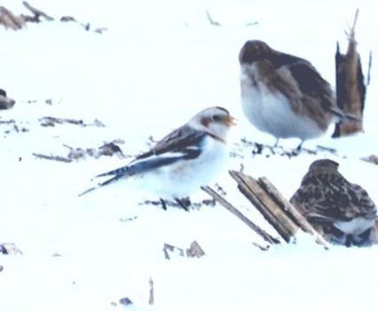 Snow Bunting - ML306079801