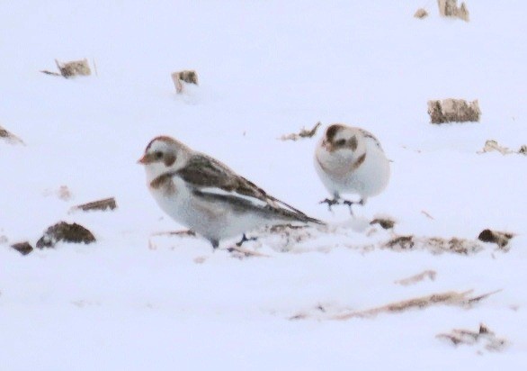 Snow Bunting - ML306079931