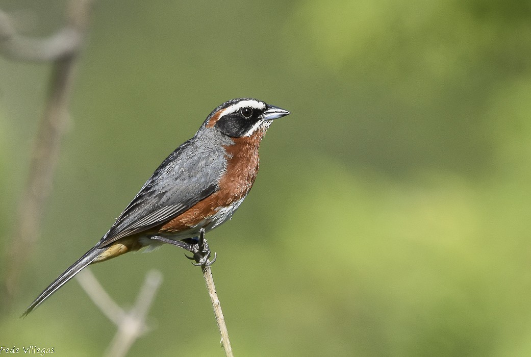 Black-and-chestnut Warbling Finch - Federico Villegas