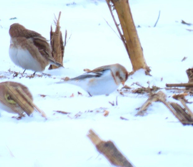 Snow Bunting - ML306080251