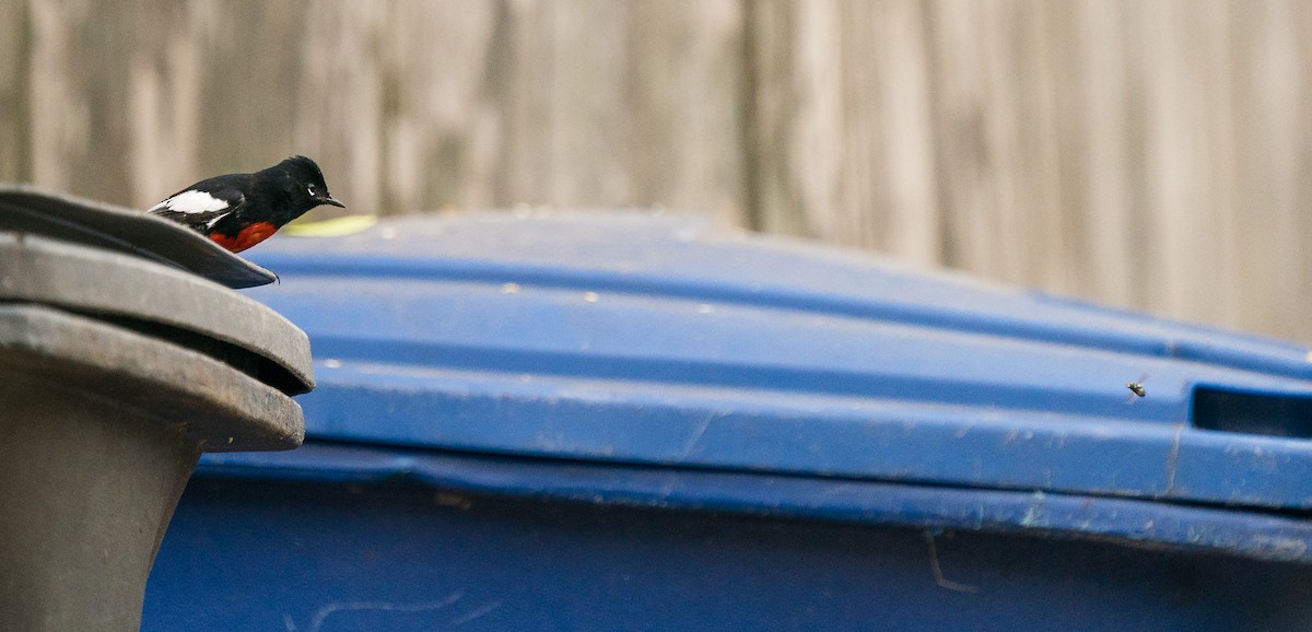 Painted Redstart - ML306081091