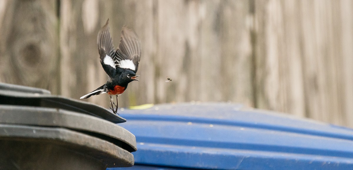 Painted Redstart - ML306081101