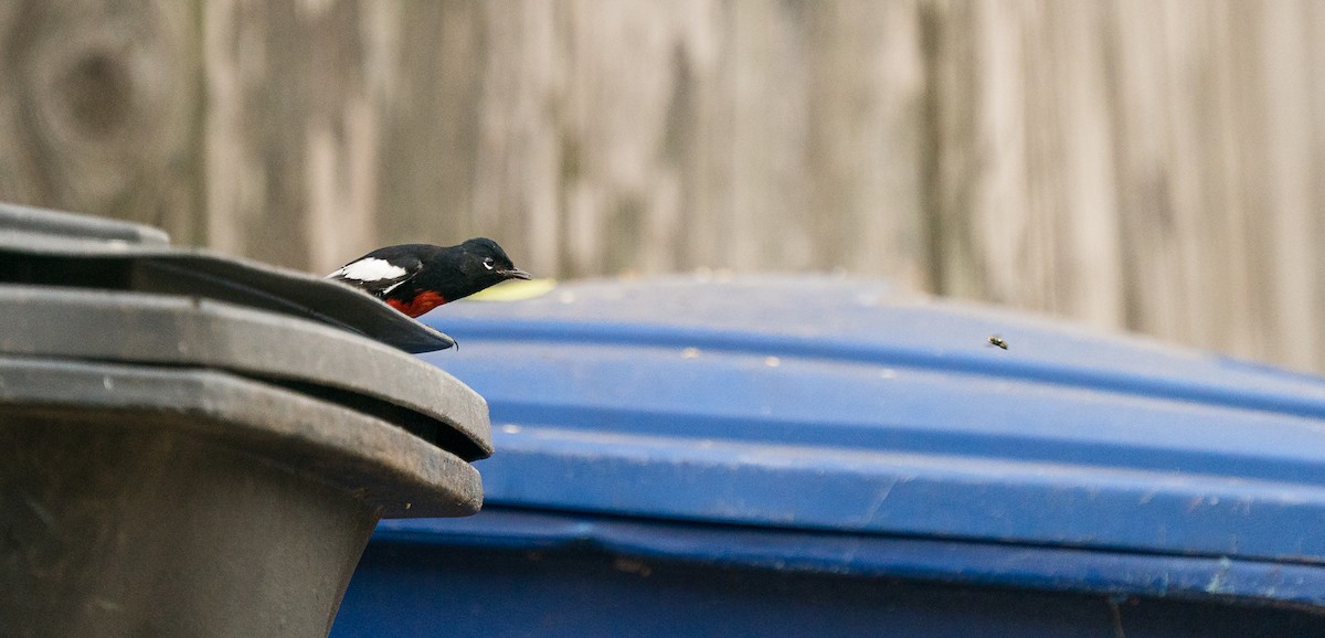 Painted Redstart - ML306081111